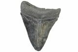 Serrated, Fossil Megalodon Tooth - South Carolina #301806-1